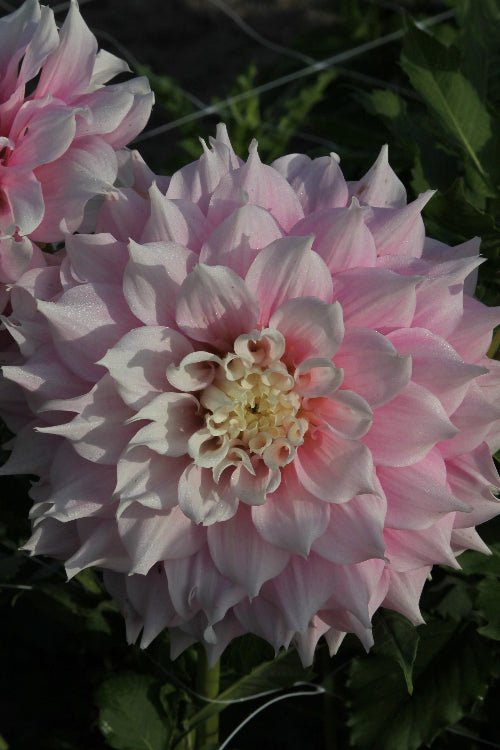 Dahlia - Gitt's Perfection