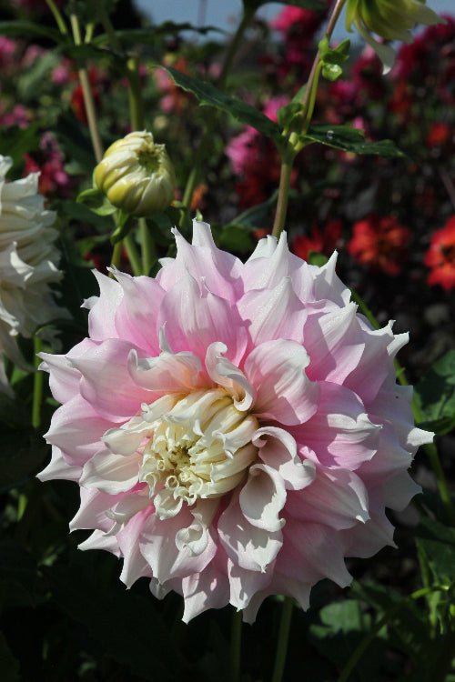 Dahlia - Gitt's Perfection
