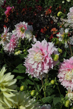 Dahlia - Gitt's Perfection