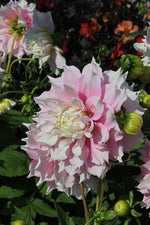 Dahlia - Gitt's Perfection