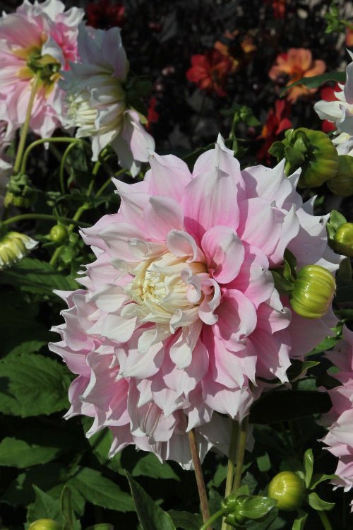 Dahlia - Gitt's Perfection