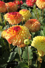 Dahlia - Icoon