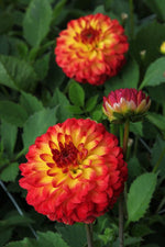 Dahlia - Icoon