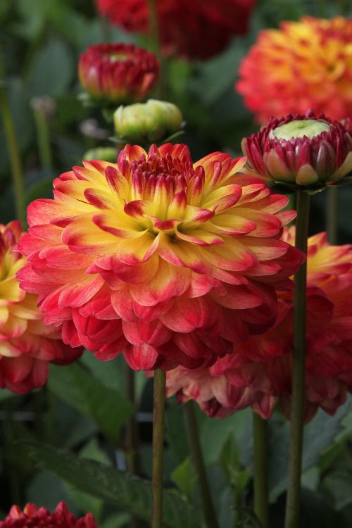 Dahlia - Icoon