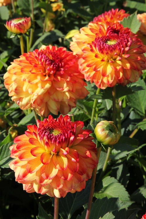Dahlia - Icoon