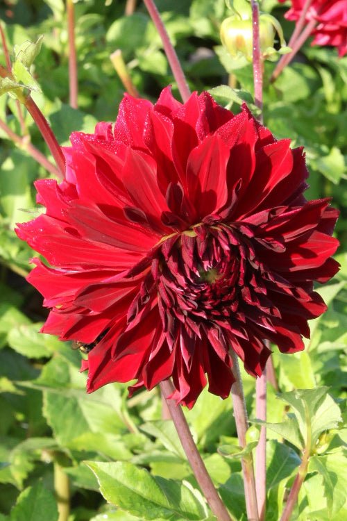 Dahlia - Mingus Alex