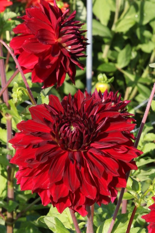 Dahlia - Mingus Alex