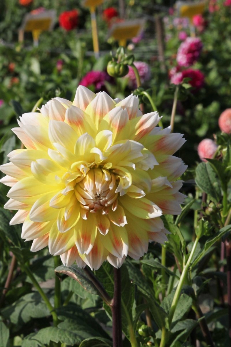 Dahlia - Peaches and Cream