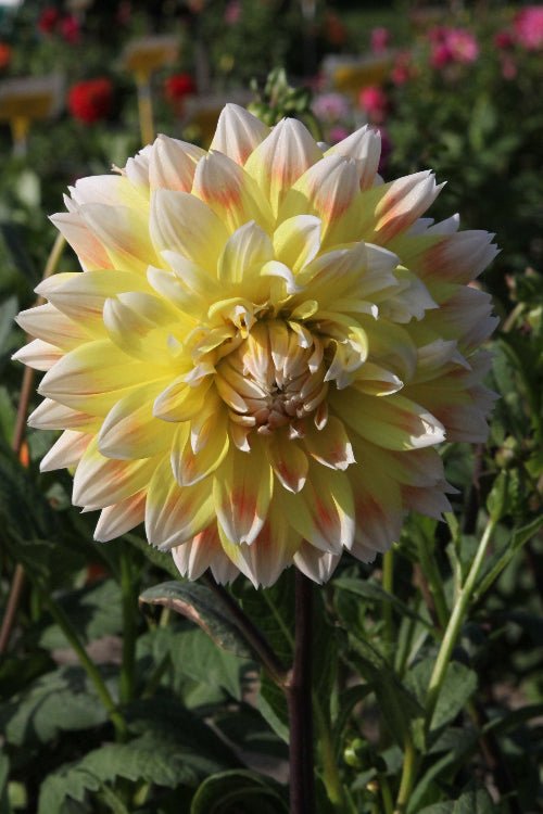 Dahlia - Peaches and Cream