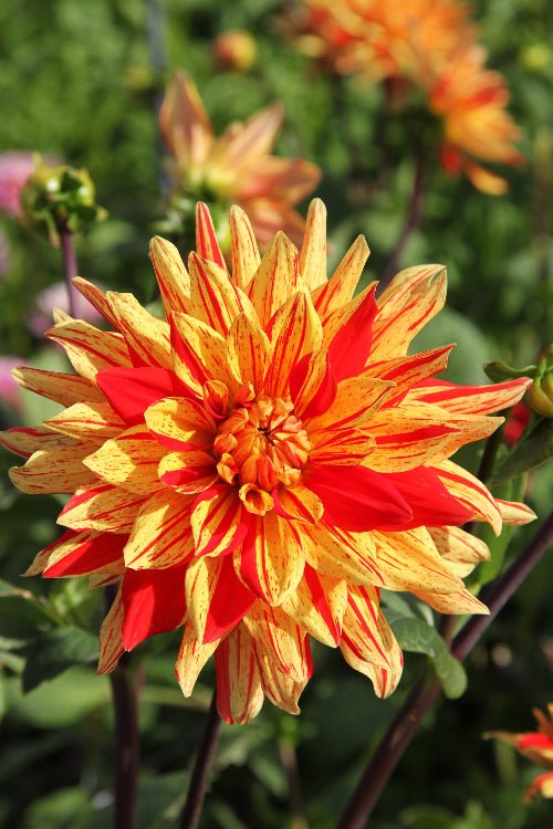 Dahlia - Striped Vulcan