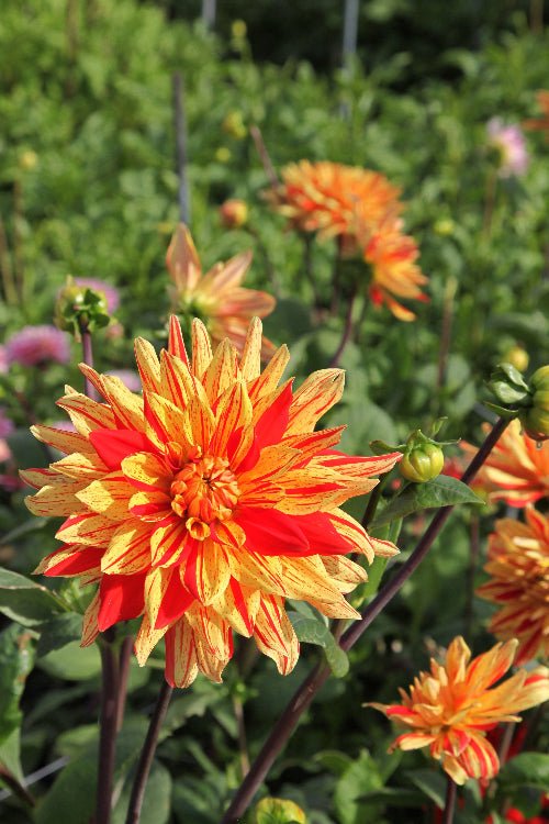 Dahlia - Striped Vulcan