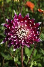 Dahlia - Vancouver