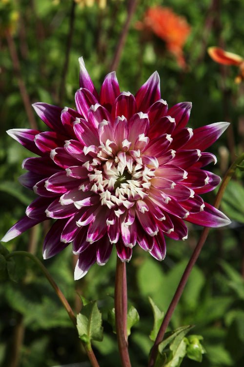 Dahlia - Vancouver