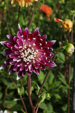 Dahlia - Vancouver