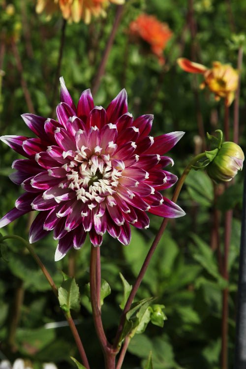 Dahlia - Vancouver