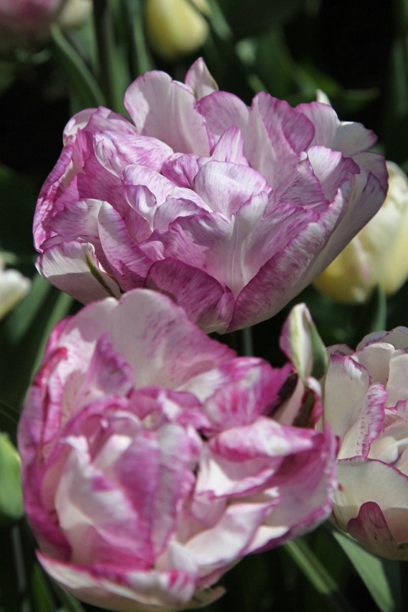 Tulip - Double Shirley