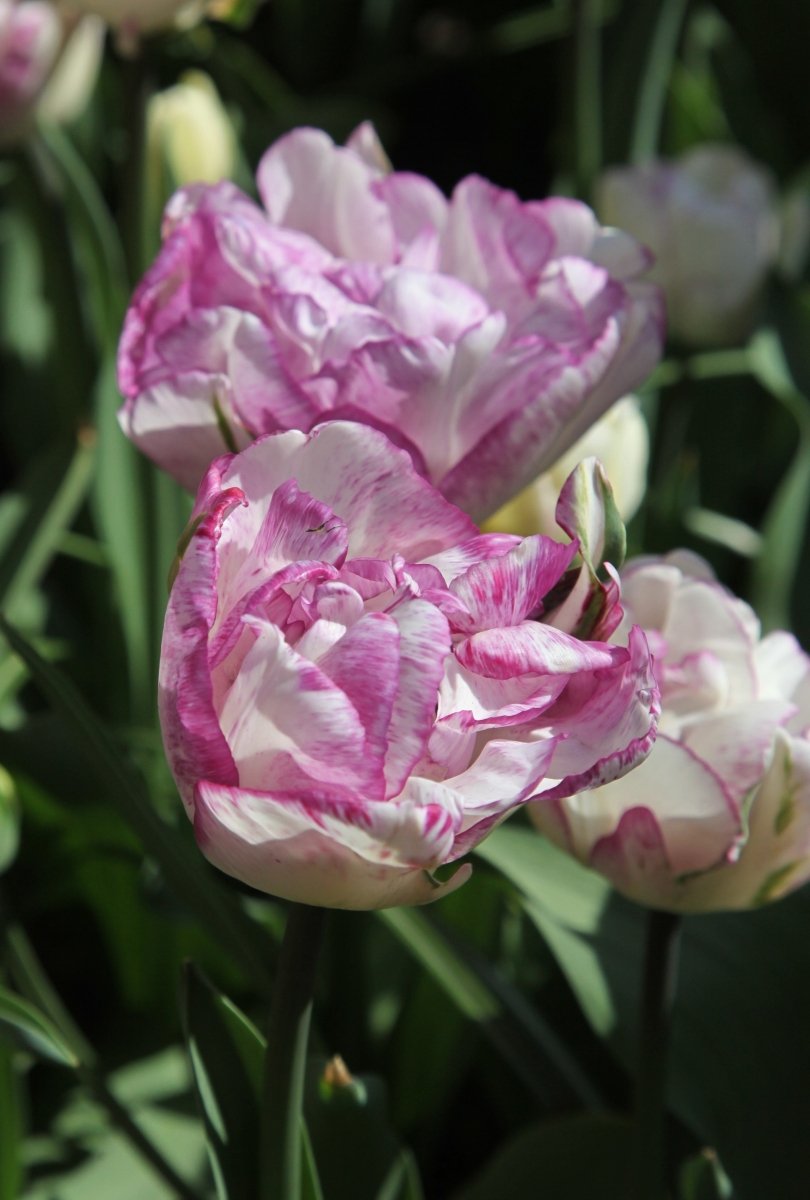 Tulip - Double Shirley