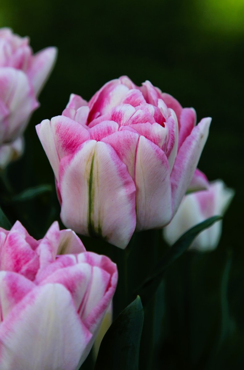 Tulip - Foxtrot