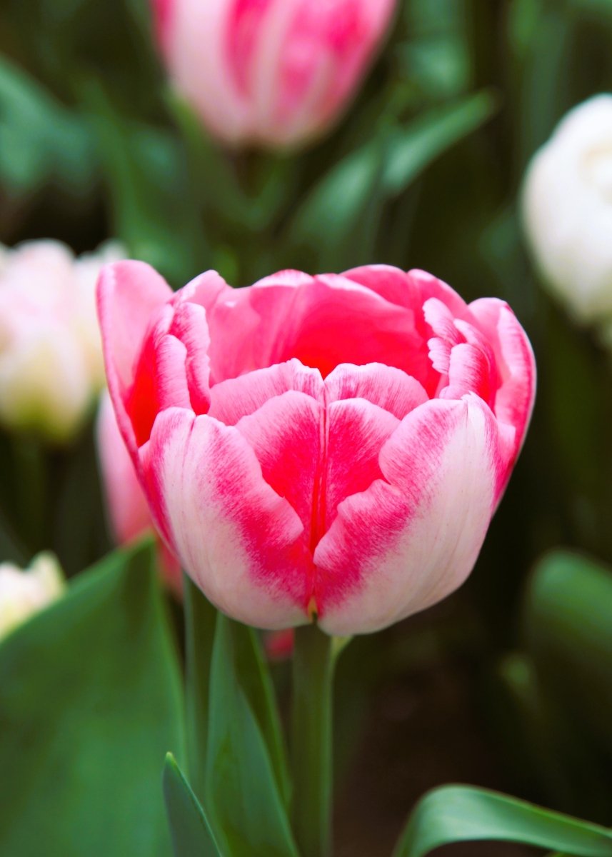 Tulip - Foxtrot