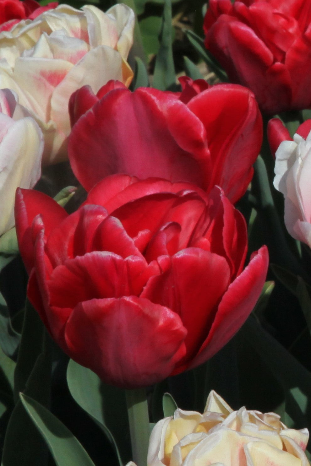 Close-up of Double late tulip Red Foxtrot, with its red shiny petals