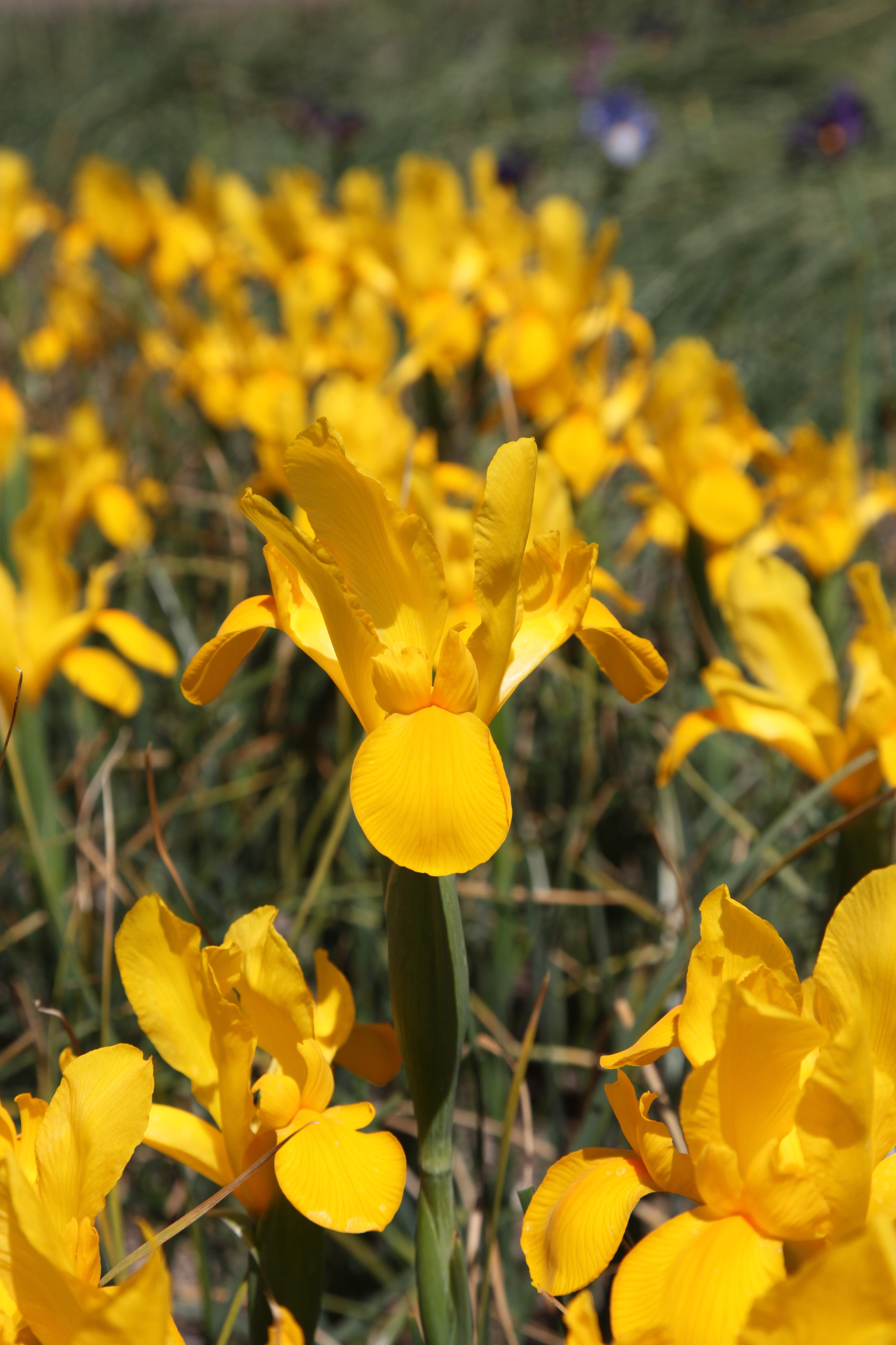 Close-up of Dutch iris golden beauty standing in a field