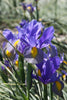 Ethereal Dutch Iris Mystic Tyger: Striking flowers adorned with tiger stripes.