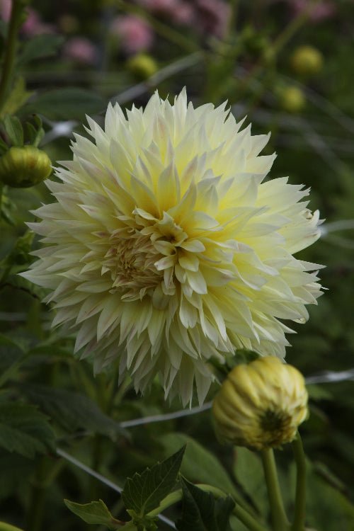 Dahlia - Canary Fubuki
