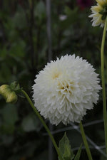 Dahlia - Myama Fubuki