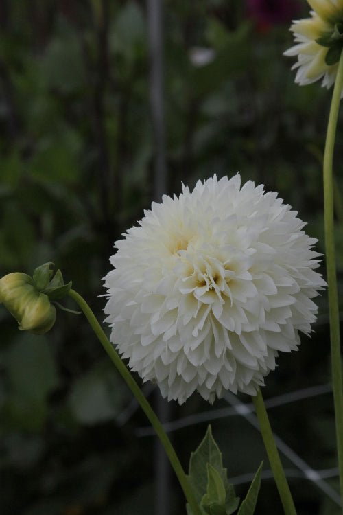 Dahlia - Myama Fubuki