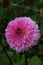 Dahlia - Sakura Fubuki