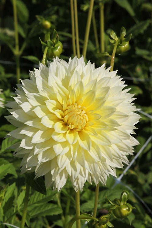 Dahlia - Canary Fubuki