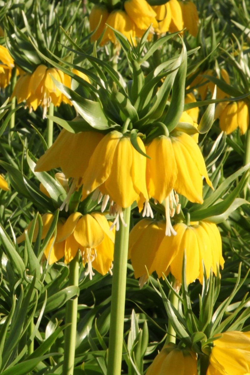 Fritillaria_ - Lutea Early Sensation