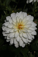 Dahlia - Art Fair