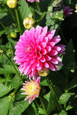 Dahlia - Rembrandt