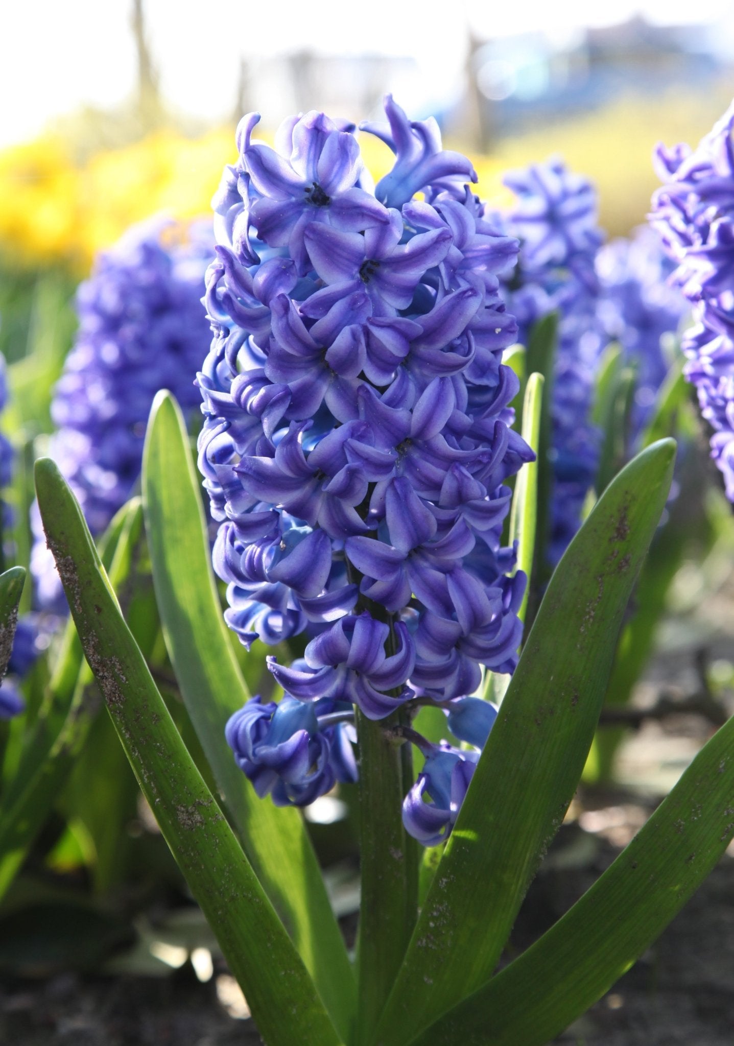 Hyacinth - Aqua