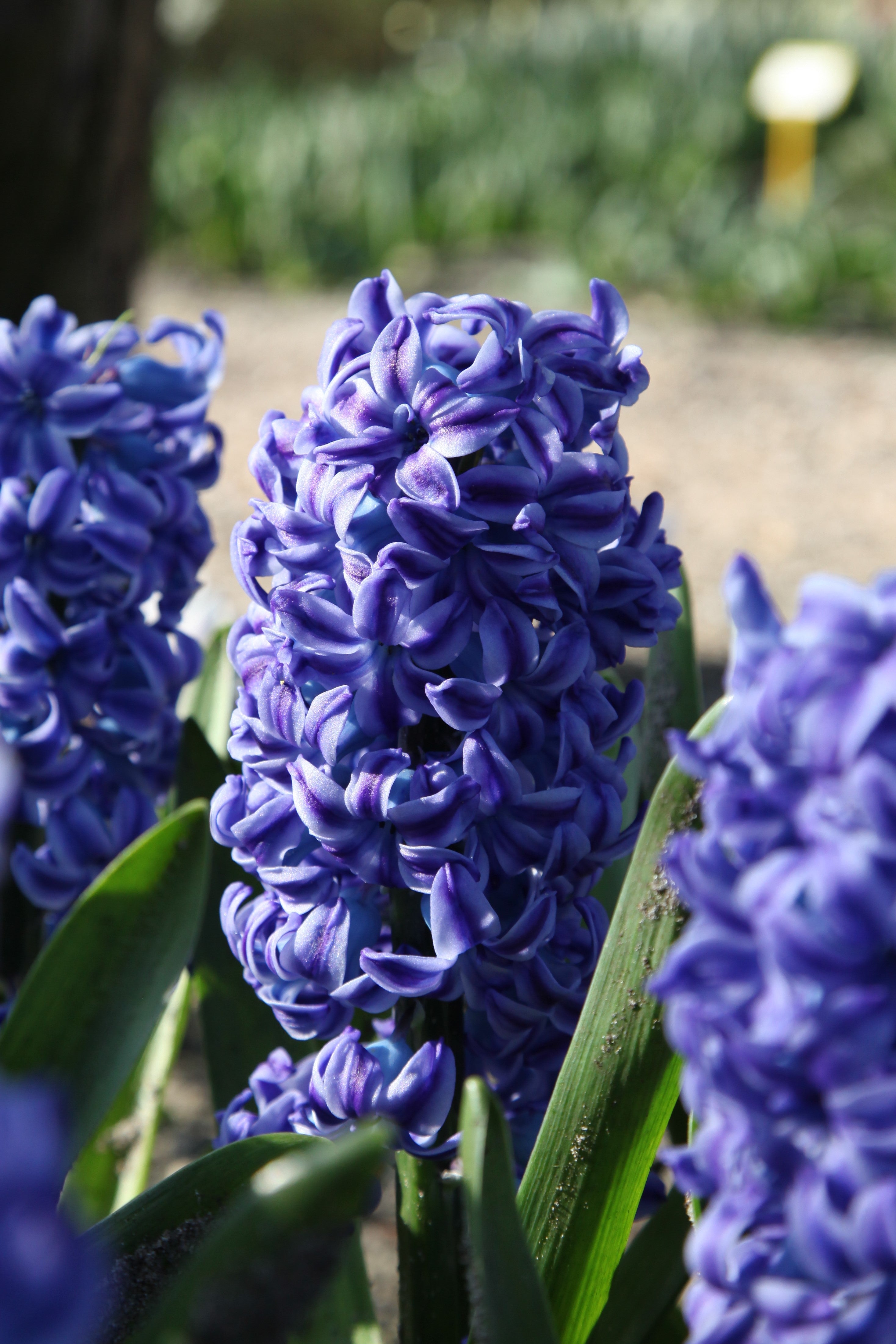 Stunning Blue Star hyacinth flaunts its vivid blue blossoms and green foliage.