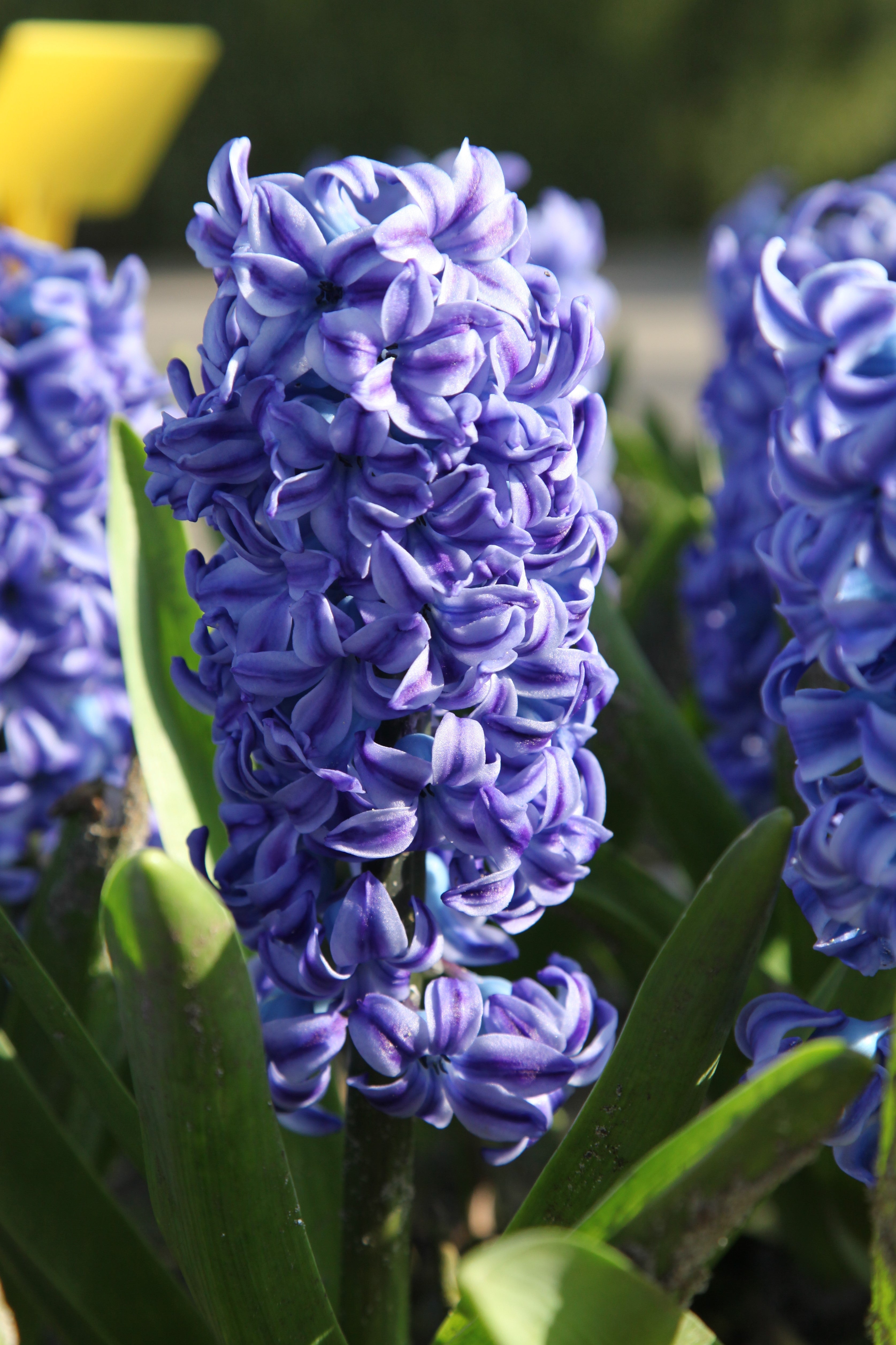Close-up of Hyacinth Blue Star with blue florets and green foliage