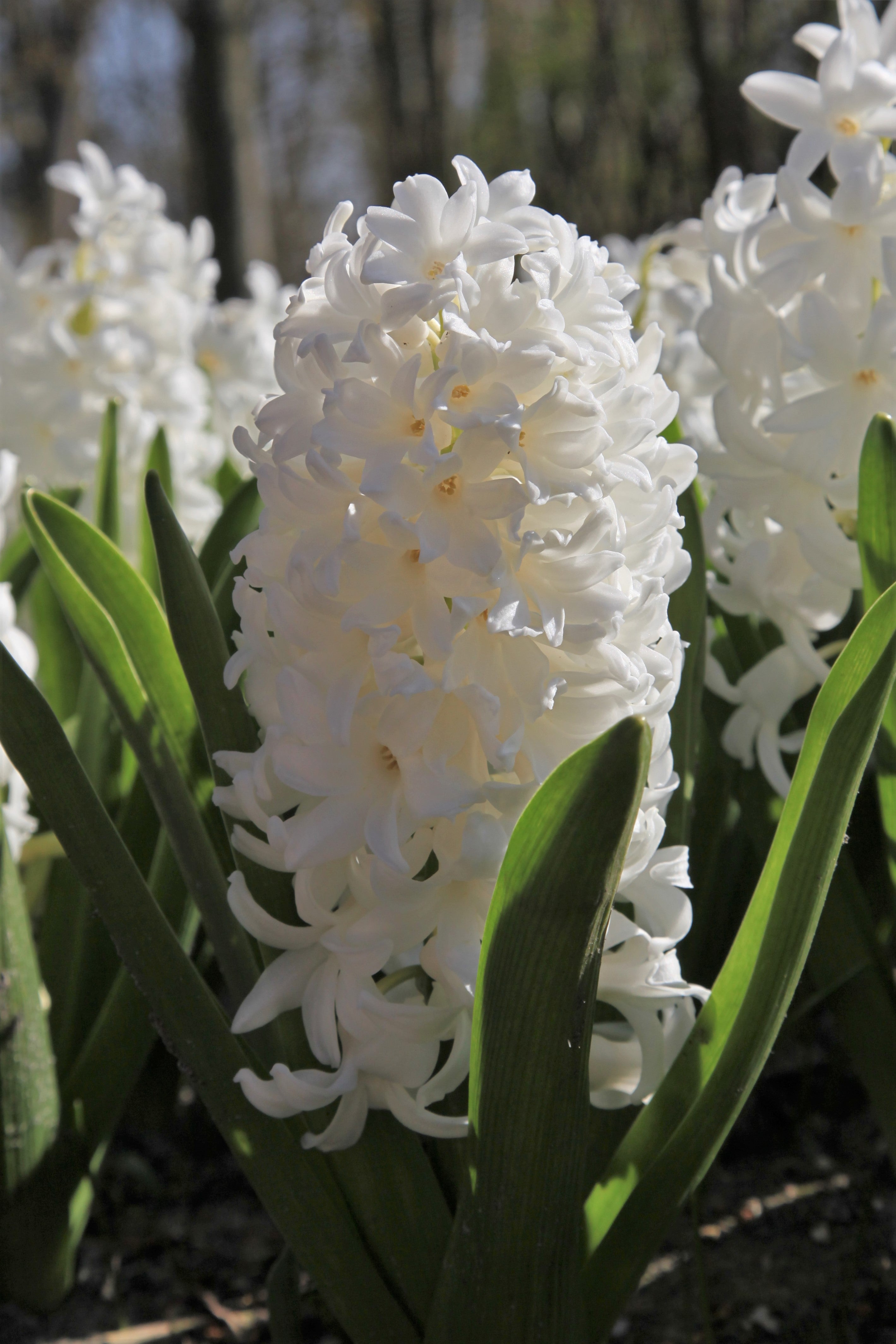 Hyacinth Carnegie with snowy white florets and green leaves in a group