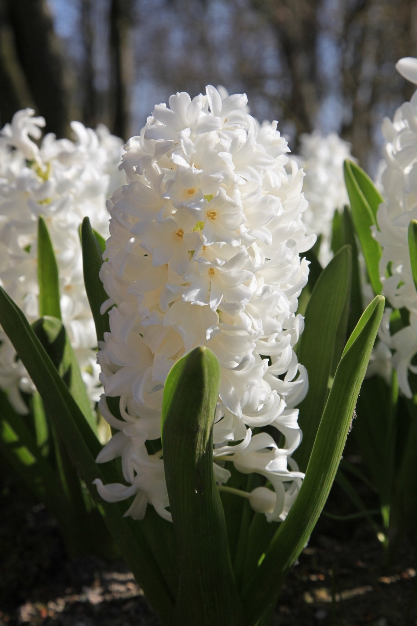 Hyacinth - Carnegie