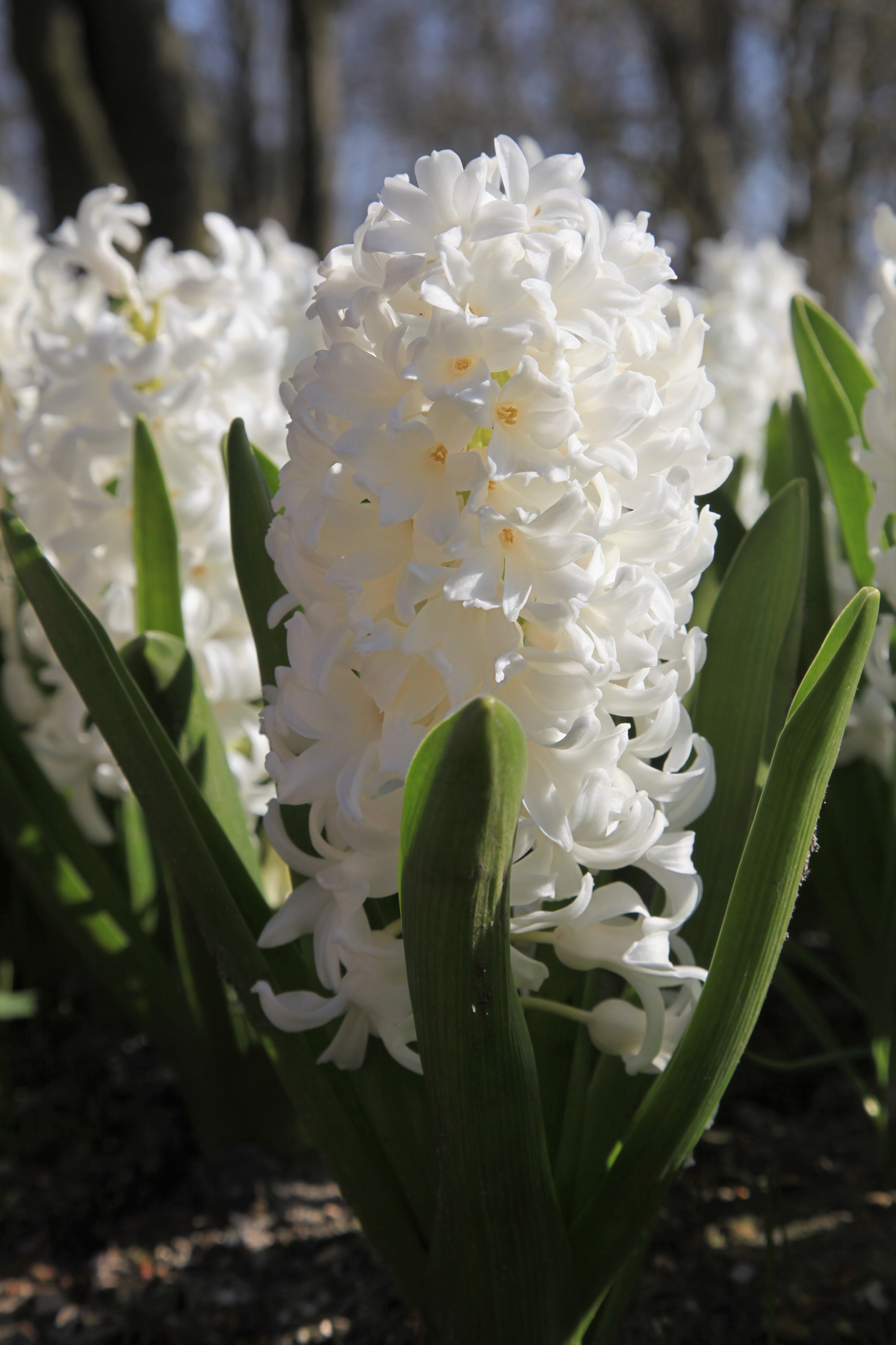 Close-up of Hyacinth Carnegie with white florets and green foliage