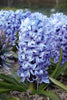 Load image into Gallery viewer, Stunning Chicago hyacinth flaunts its vivid blue blossoms and green foliage.
