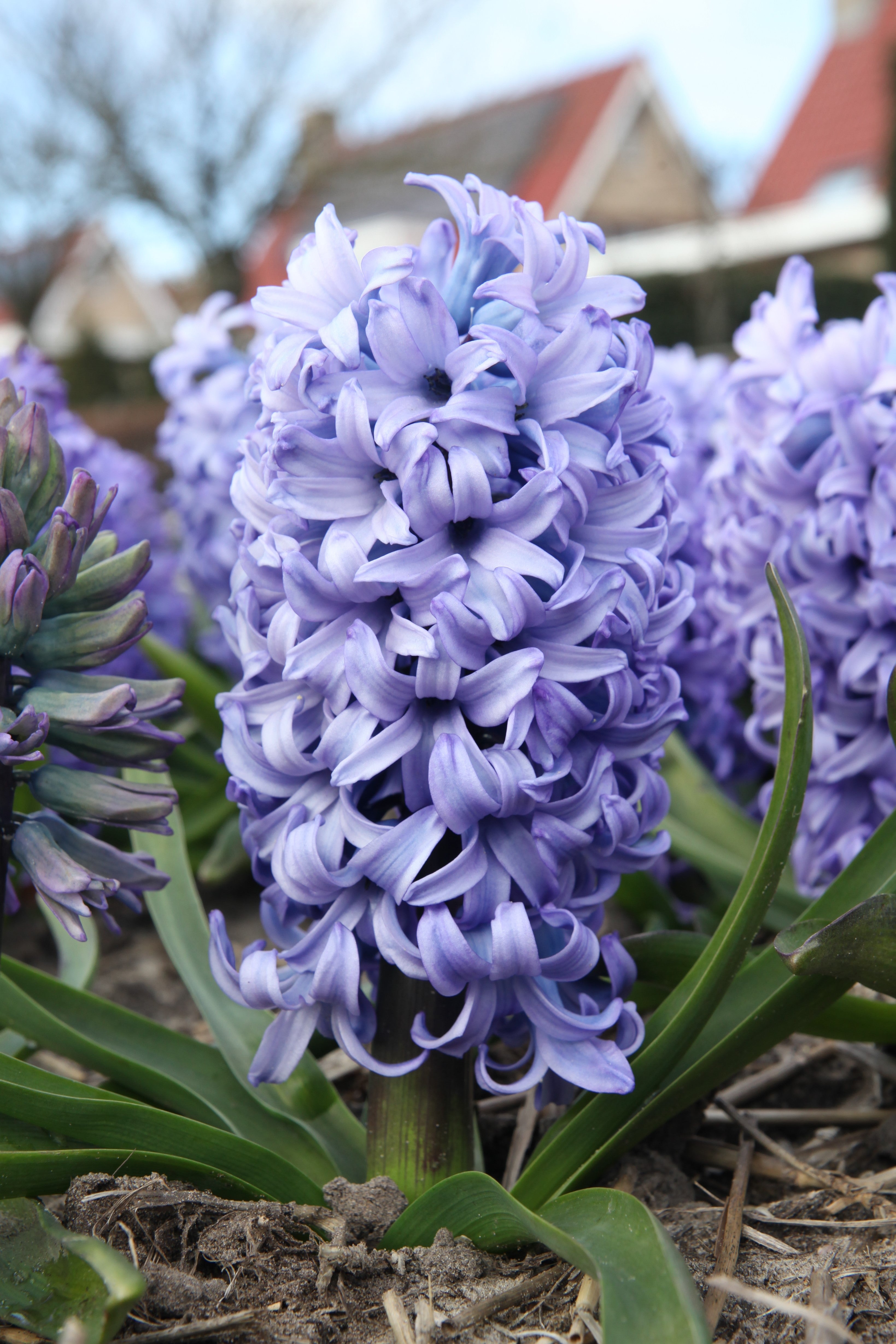 Lush Chicago hyacinth with enchanting blue flowers in bloom in a group.