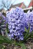 Load image into Gallery viewer, Lush Chicago hyacinth with enchanting blue flowers in bloom in a group.