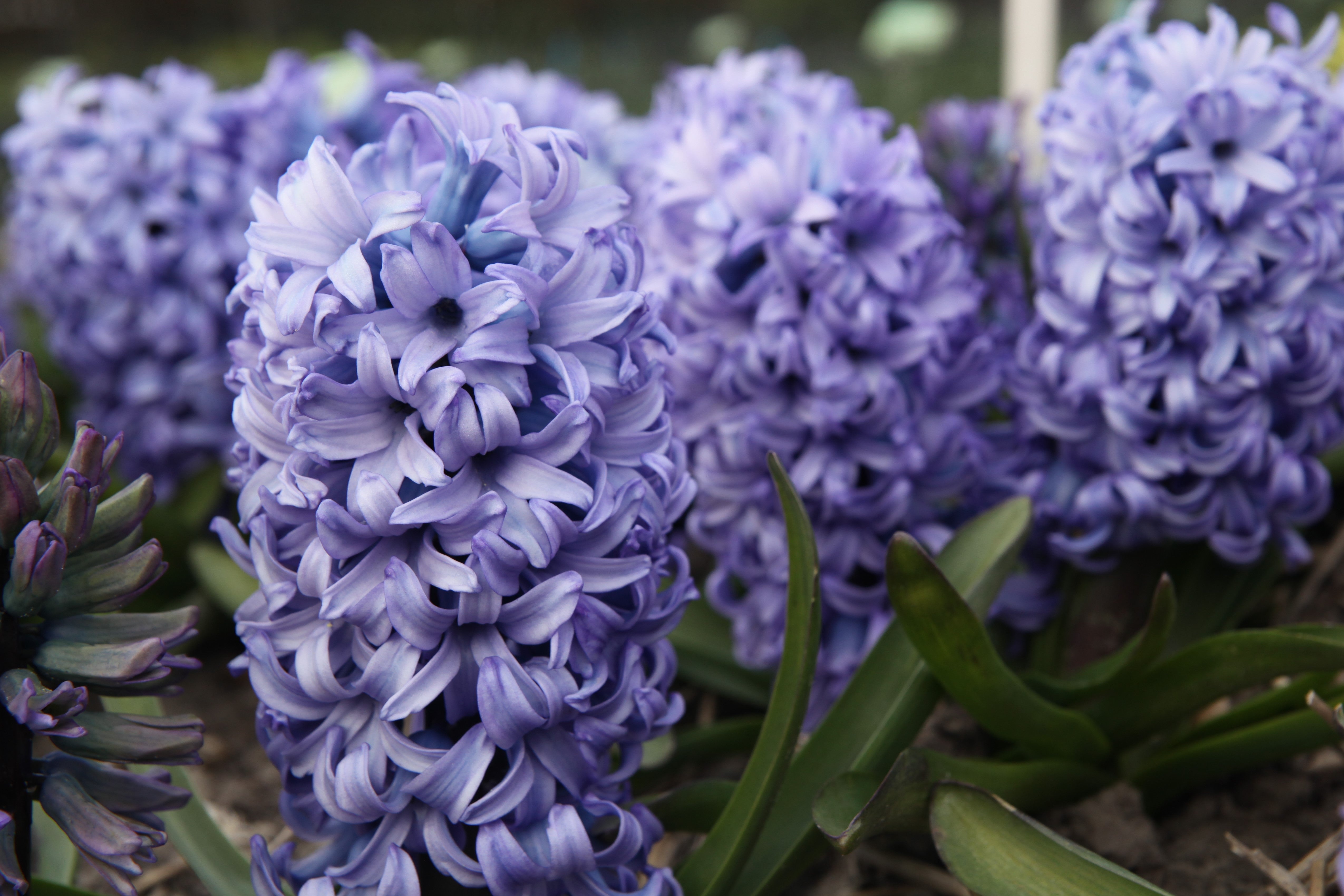 Gorgeous Chicago hyacinth: a burst of blue in the spring time.