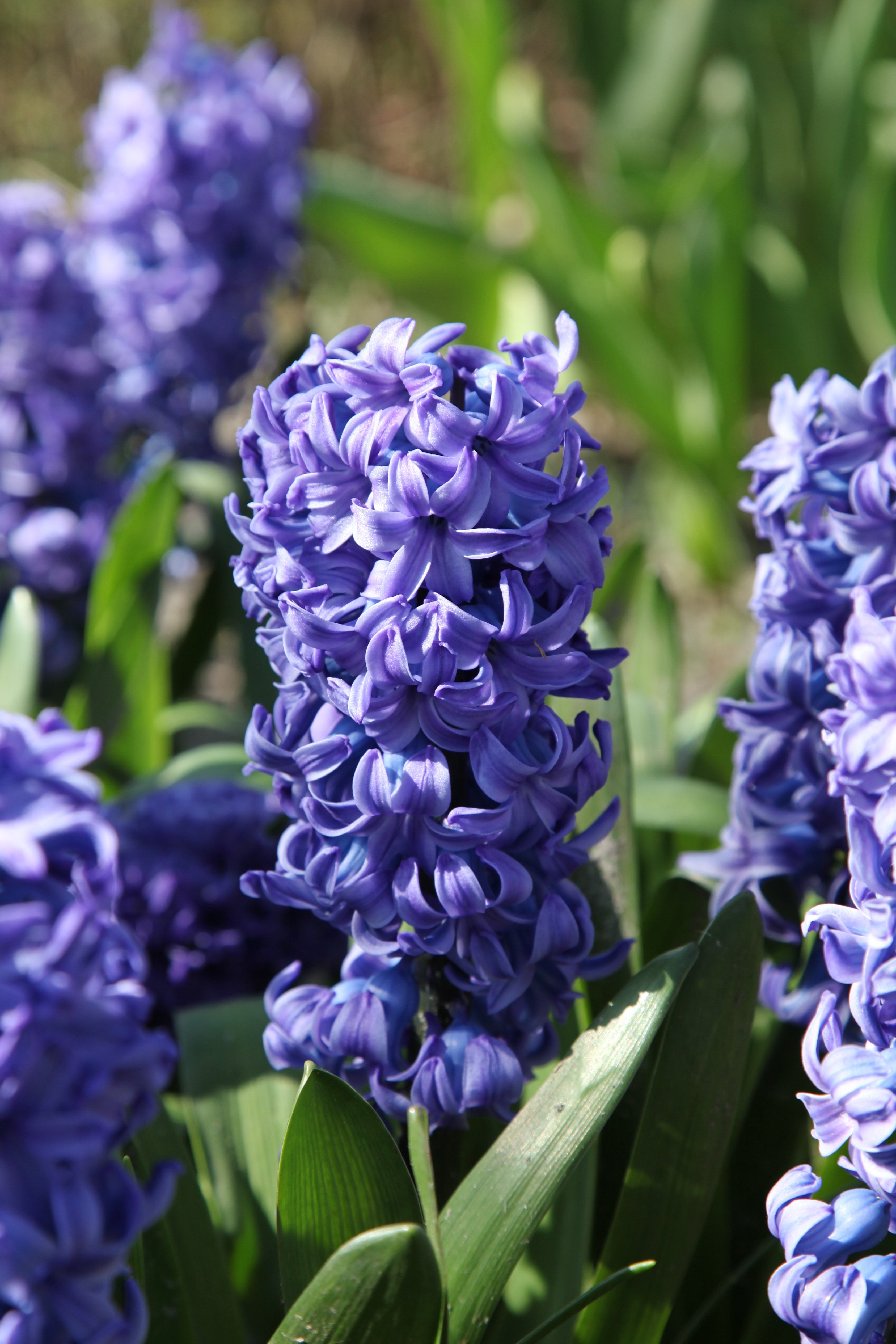 Delft Blue hyacinth: a stunning spring flower in vibrant azure.