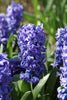 Load image into Gallery viewer, Delft Blue hyacinth: a stunning spring flower in vibrant azure.