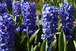 Hyacinth - Delft Blue
