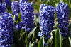 Load image into Gallery viewer, Springtime beauty: Delft Blue hyacinth blooms bring joy and color.