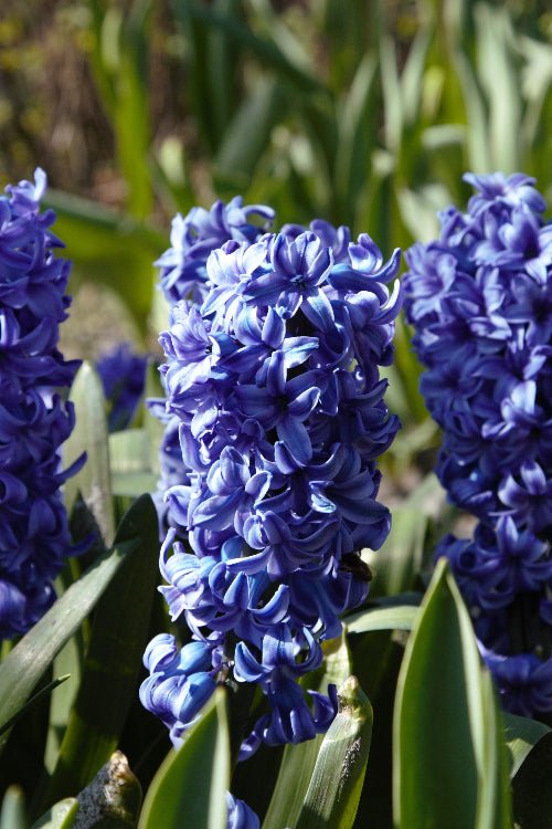 Hyacinth - Delft Blue