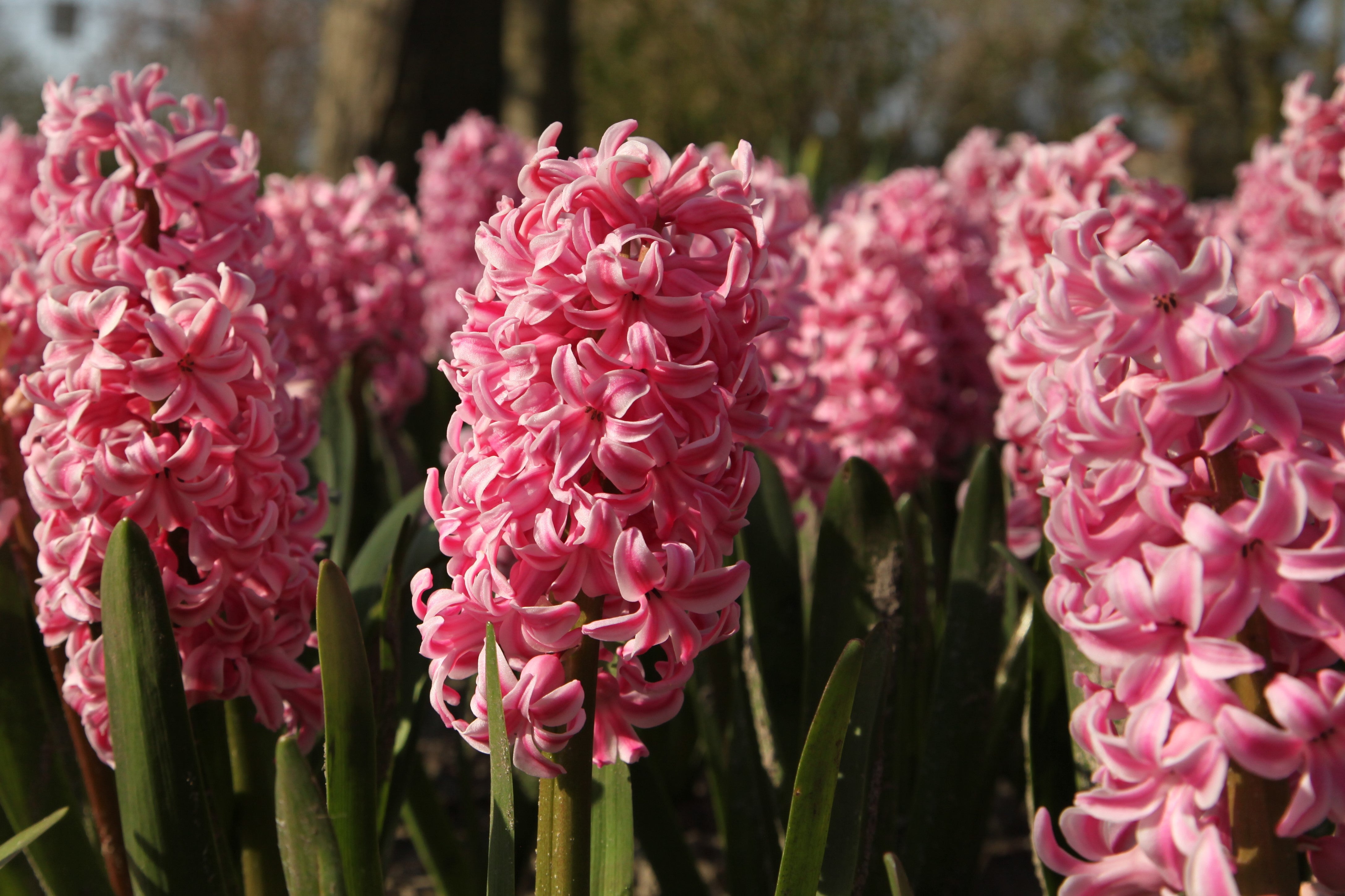 Group of hyacinth fondant, with pink blossoms and green petals